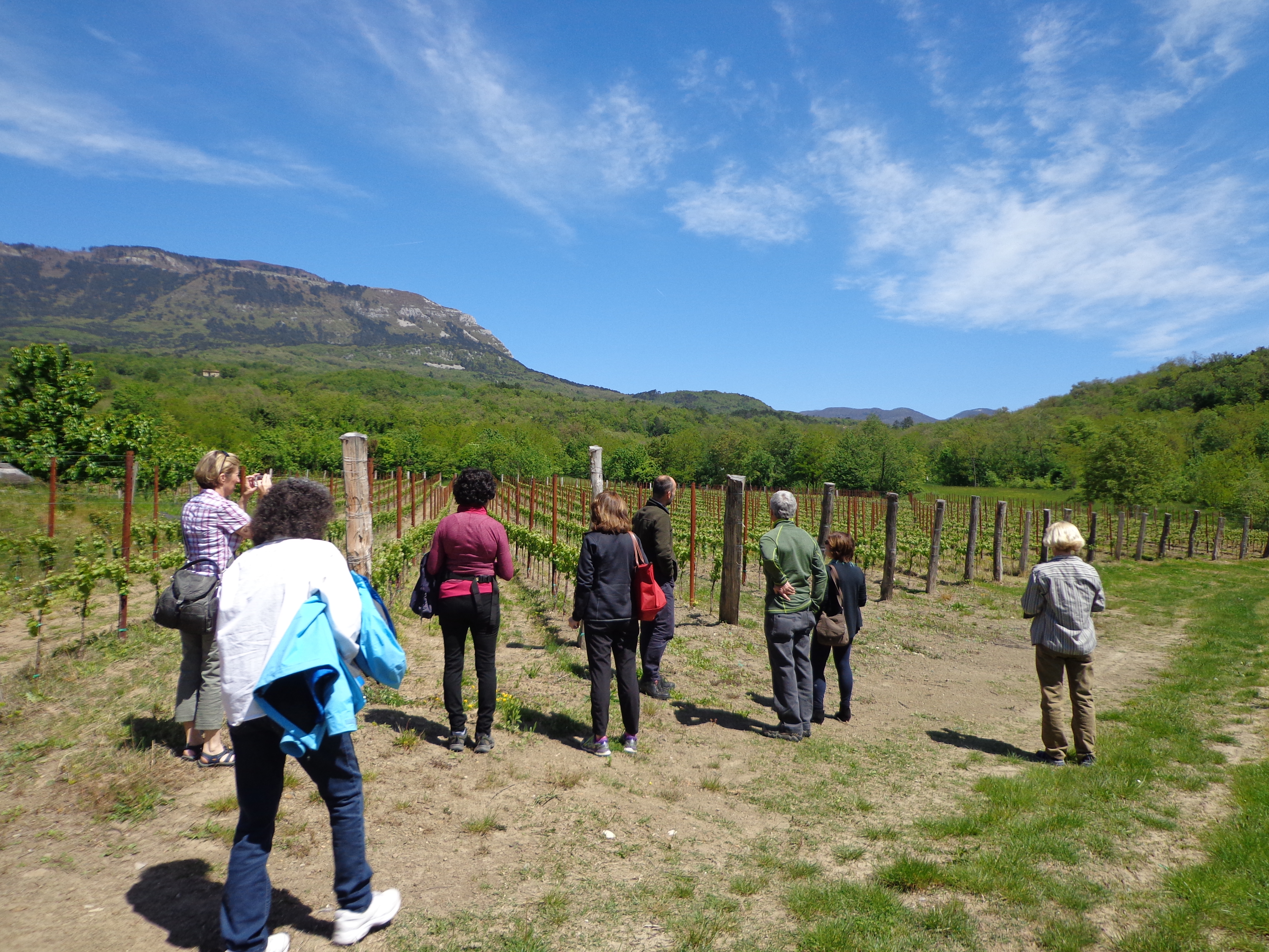 Vineyard Visit in the Vipava Valley