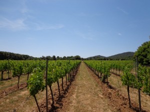 vineyardsMasOller